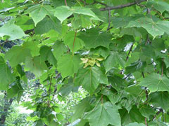 Acer caesium 