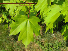 Acer campestre Field Maple, Hedge maple