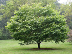 Acer carpinifolium Hornbeam Maple