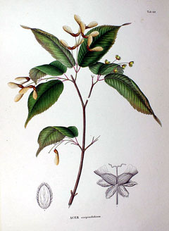 Acer carpinifolium Hornbeam Maple