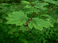 Acer circinatum Vine Maple