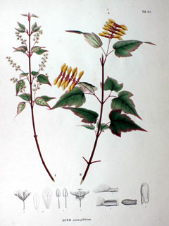 Acer crataegifolium Hawthorn-Leaved Maple