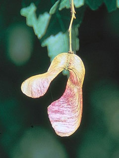 Acer ginnala Amur Maple