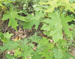 Acer macrophyllum Oregon Maple, Bigleaf maple, Oregon Maple