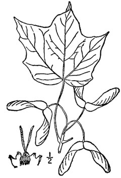 Acer saccharum nigrum Black Maple