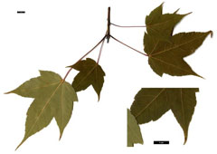 Acer pectinatum Maple