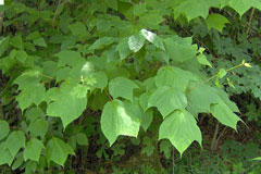 Acer pensylvanicum Moosewood, Striped maple, Moosewood, Pennsylvania Maple