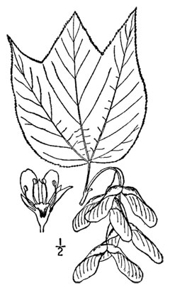 Acer pensylvanicum Moosewood, Striped maple, Moosewood, Pennsylvania Maple