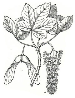 Acer pseudoplatanus Sycamore, Great Maple, Scottish Maple, Planetree Maple