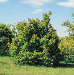 Acer tataricum Tatarian Maple