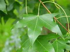 Acer truncatum Shantung Maple, Purpleblow Maple