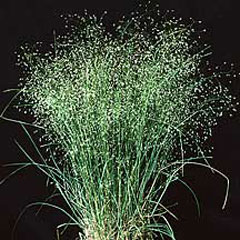 Achnatherum hymenoides Indian Millet, Indian ricegrass