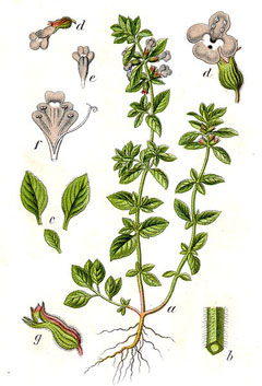 Acinos arvensis Basil Thyme