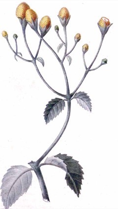 Acmella oleracea Toothache plant, Paracress
