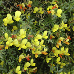 Acmispon rigidus Shrubby Deervetch Acmispon rigidus Shrubby Deervetch