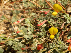 Acmispon rigidus Shrubby Deervetch Acmispon rigidus Shrubby Deervetch