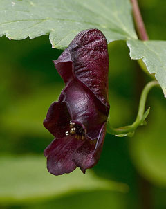 Aconitum hemsleyanum 
