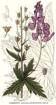 Aconitum septentrionale 