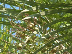 Acrocomia aculeata Coyoli Palm. Gru-Gru Palm, Macaw palm