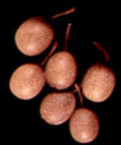 Actinidia callosa indochinensis 