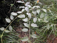 Actinidia latifolia 