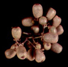 Actinidia latifolia 