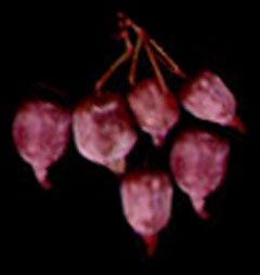 Actinidia hypoleuca 
