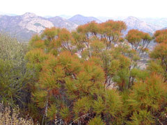 Adenostoma sparsifolium Redshank