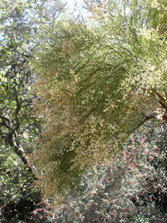 Adenostoma sparsifolium Redshank