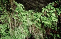 Adiantum capillus-veneris Maidenhair Fern, Common maidenhair, Southern Maidenhair Fern, Venus Maidenhair Fern, Venus