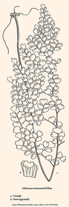 Adiantum venustum Evergreen Maidenhair  Fern