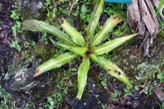 Aechmea magdalenae Pingwing. Ixtle, Pita plant