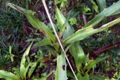 Aechmea magdalenae Pingwing. Ixtle, Pita plant