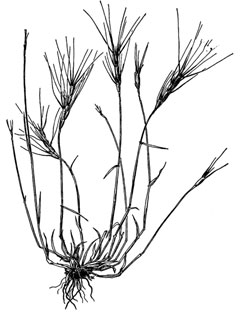 Aegilops triuncialis Barbed goatgrass, Barb goatgrass