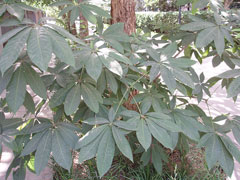 Aesculus chinensis Chinese Horse Chestnut
