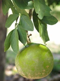 Afraegle paniculata Nigerian Powder-Flask Fruit. African afraegle