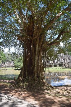 Afzelia xylocarpa Makha Tree, Cambodia Beng Tree