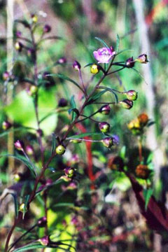 Agalinis tenuifolia Slenderleaf False Foxglove