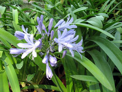 Agapanthus africanus African Lily, Lily of the nile