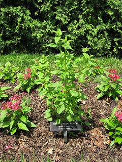 Agastache mexicana Mexican Giant Hyssop