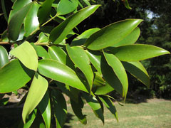 Agathis robusta Queensland Kauri