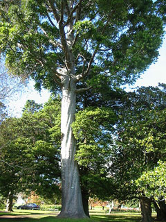 Agathis robusta Queensland Kauri