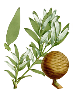 Agathis macrophylla Dakua