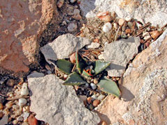 Agave utahensis discreta Century Plant