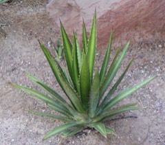 Agave lechuguilla Ixtle, Chihuahua