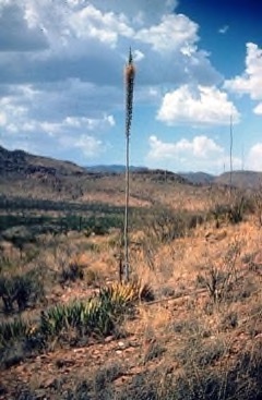 Agave lechuguilla Ixtle, Chihuahua