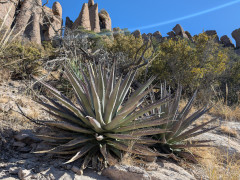 Agave palmeri Palmer’s agave