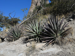 Agave palmeri Palmer’s agave