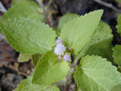 Ageratum conyzoides Goatweed, Tropical whiteweed