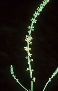Agrimonia parviflora Harvestlice
